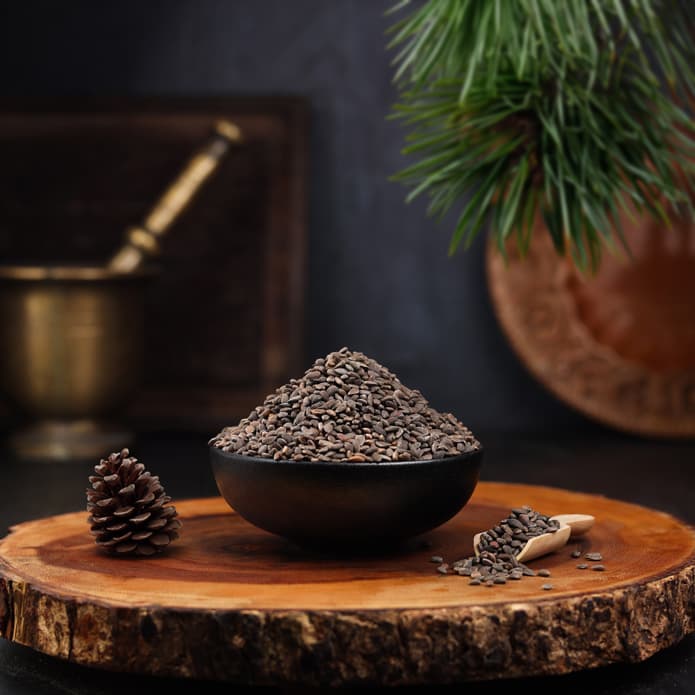 Bzuriyeh Aleppo Pine Seeds